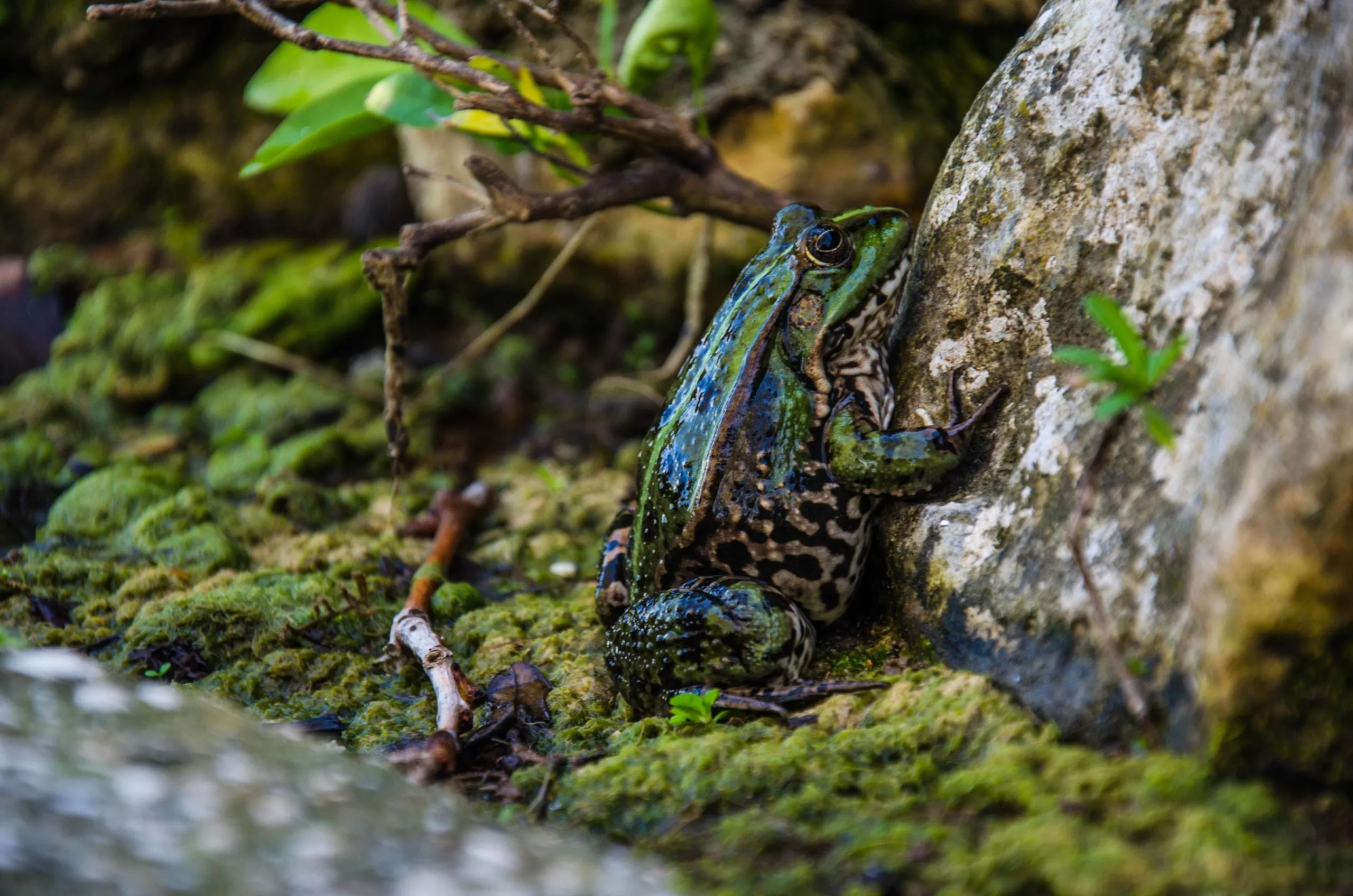 Biodiversity