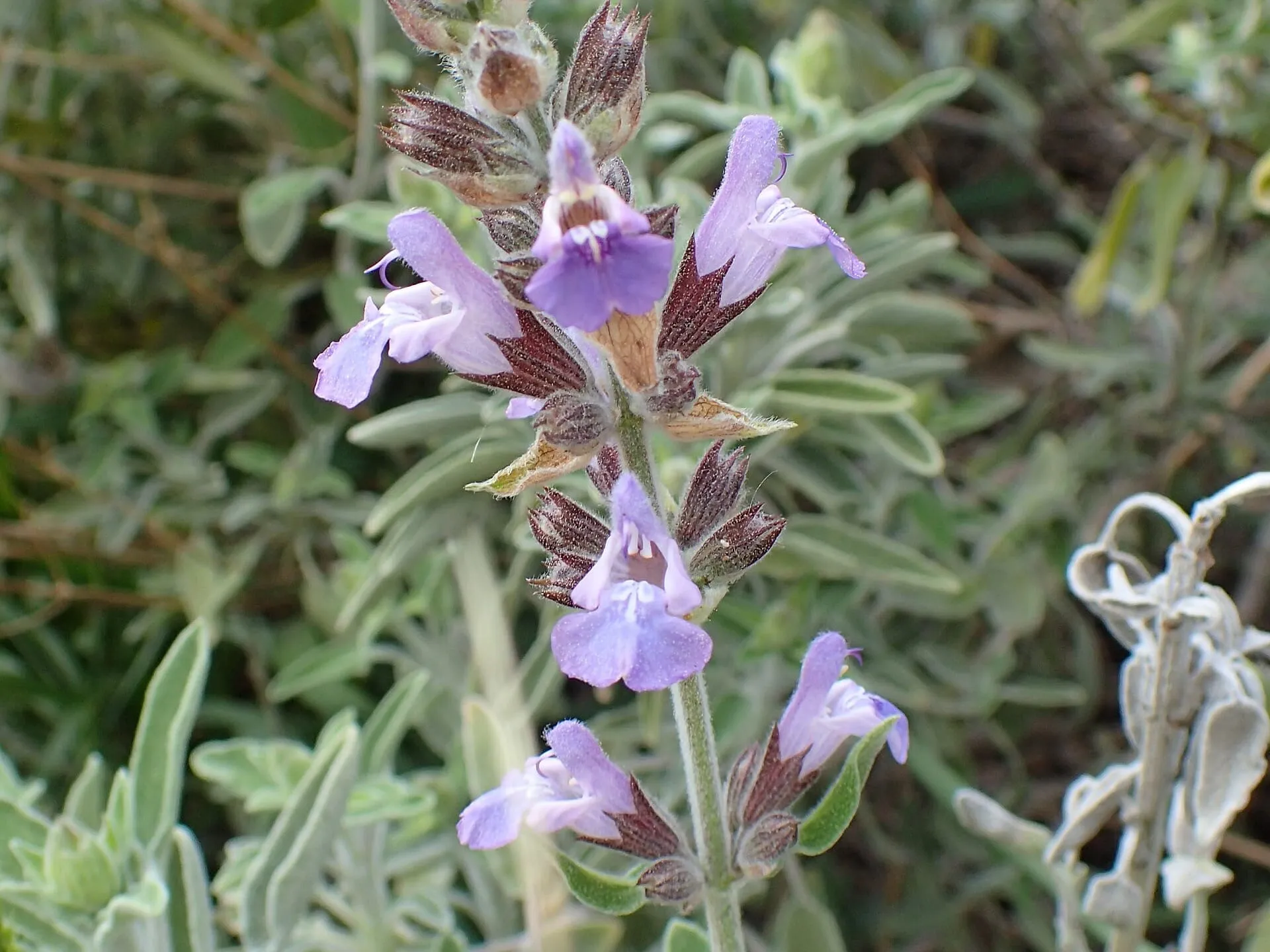Anatolian sage in flower, with pale violet blooms and grey-green leaves