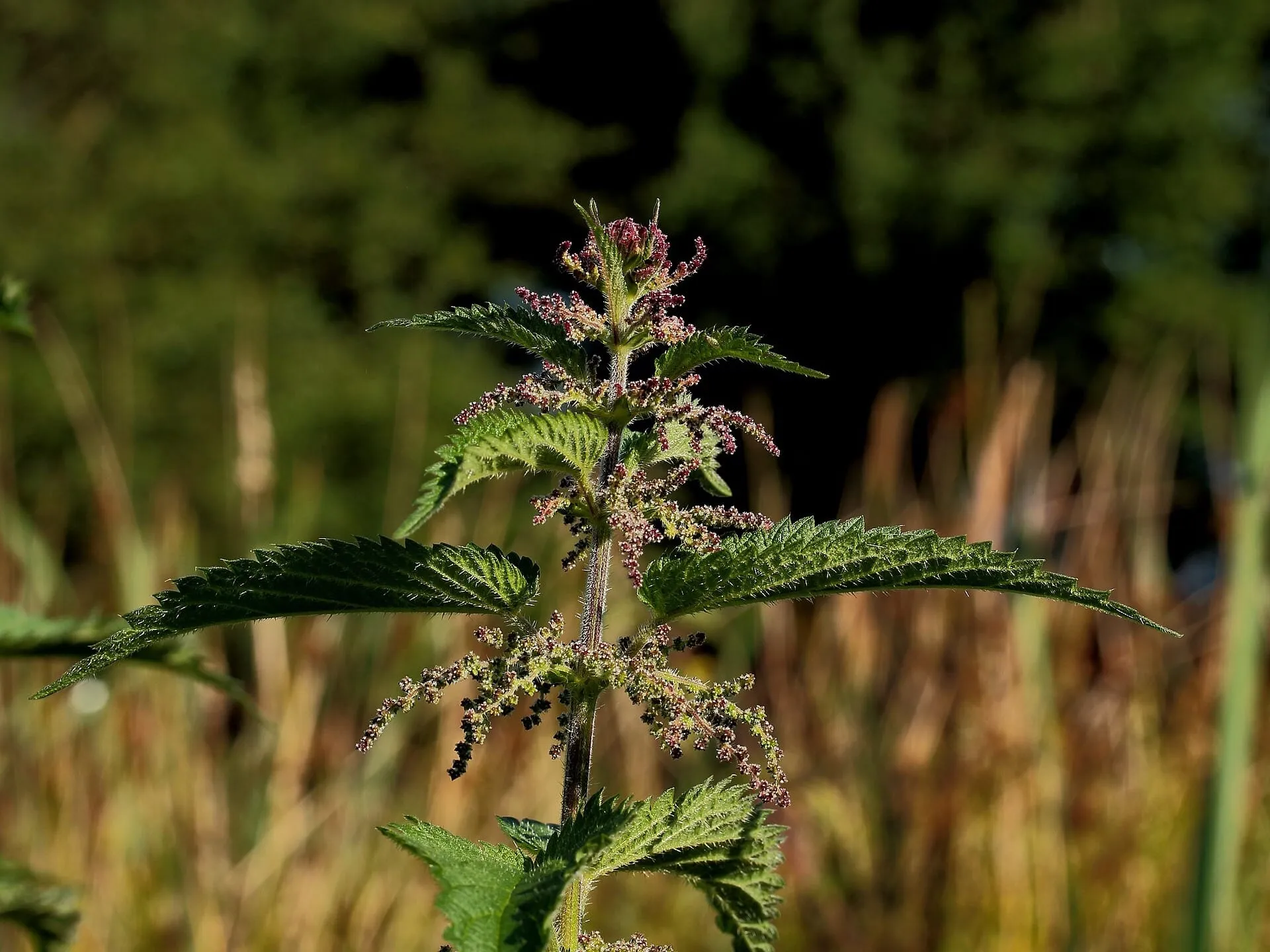 A stand of stinging nettle with serrated green leaves