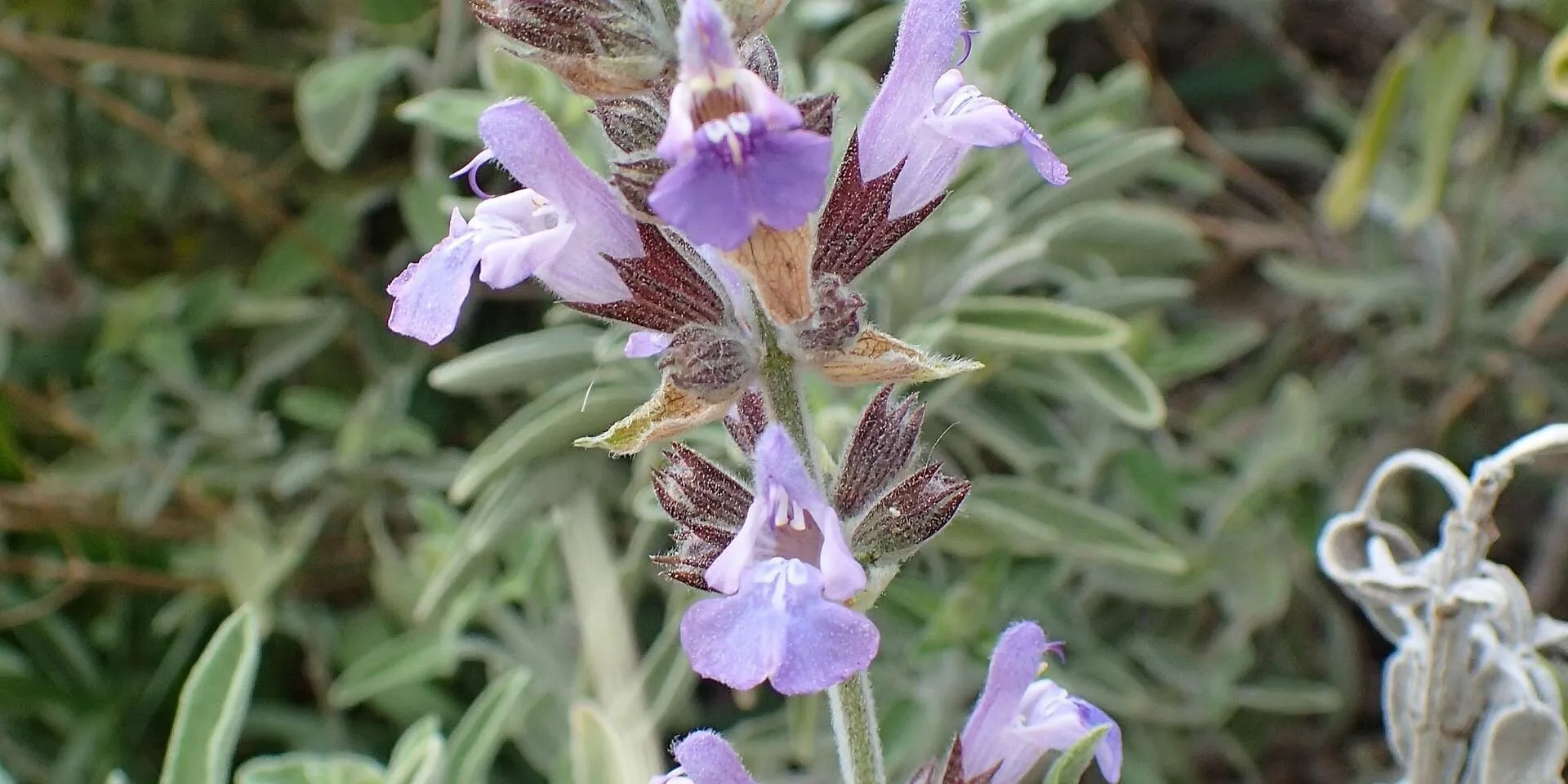 The Plants of Kaş, Including One That Grows Nowhere Else