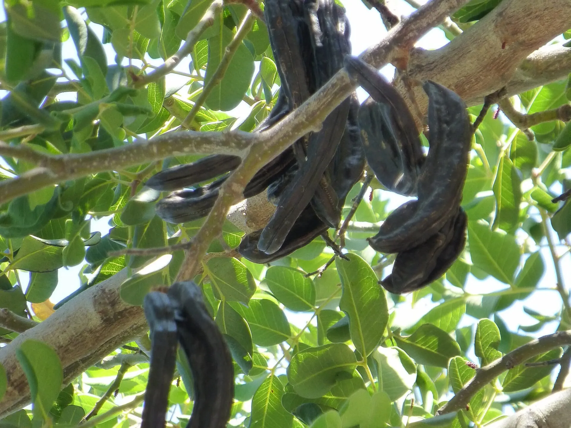 Ripe carob pods hanging on a carob tree branch among green leaves
