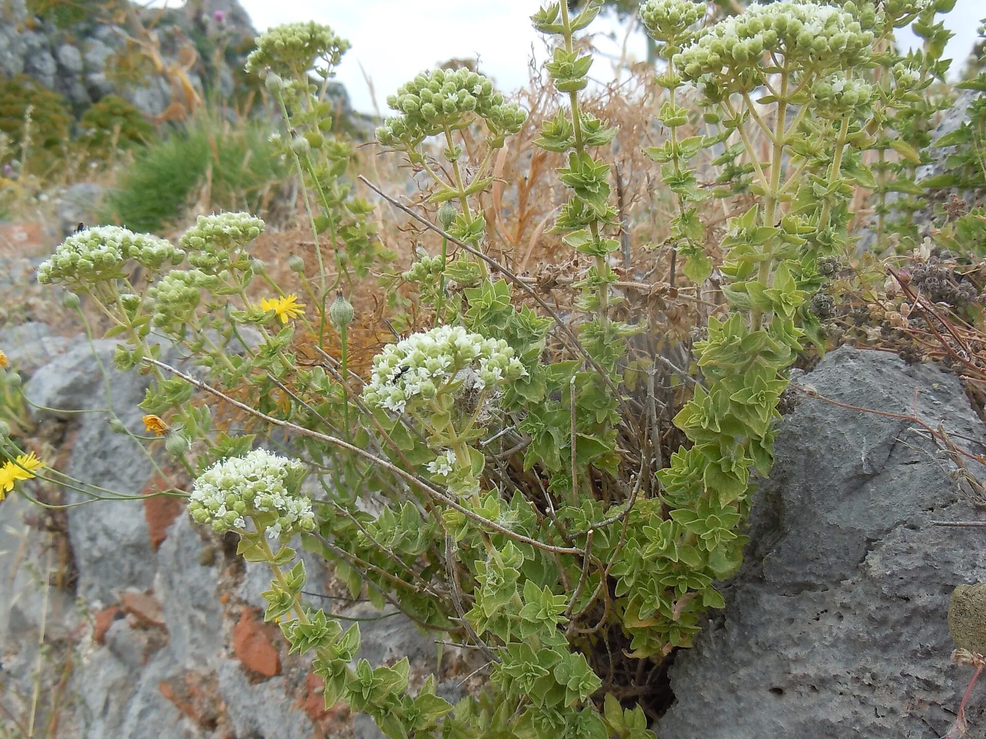 Turkish oregano growing among rocks, with small white flower heads